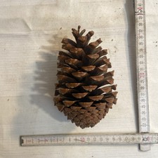 Riesentannenzapfen seltener ta gebraucht kaufen  Wachenroth