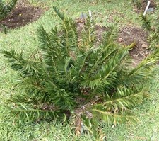 Encephalartos caffer no usato  Napoli