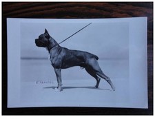 Photo animaux chien d'occasion  Seyssel