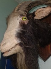 imbalsamato testa usato  Zandobbio