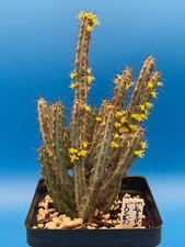 Euphorbia louwii 4.5 for sale  Jacksonville