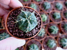 Pianta echinocereus knippelian usato  Napoli
