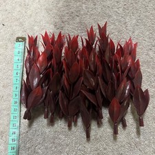 Red aquarium fish for sale  COLCHESTER