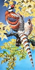 Elliots pheasants perched for sale  NELSON