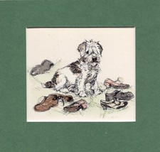 Fox terrier jack for sale  SPALDING