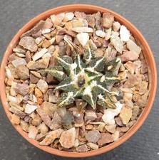 ariocarpus for sale ariocarpus for sale YORK