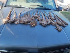 pheasant feathers for sale  Walhalla