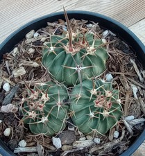 Echinocactus texensis horse for sale  North Las Vegas