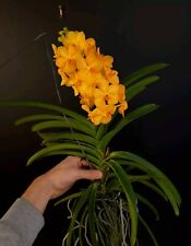 Vanda princess orange. for sale  NOTTINGHAM