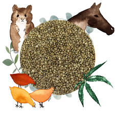 Bio hanfsaat 5kg gebraucht kaufen  Kyritz