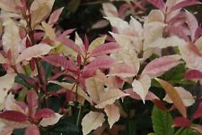 Noble lady fragrant for sale  Pelzer