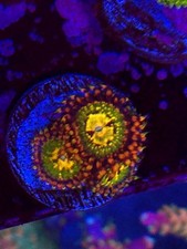 Butt kisser zoa for sale  Smyrna