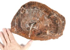 Large polished slab for sale  Canaan