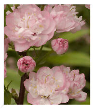 Mandelbaum pflanze prunus gebraucht kaufen  Bensheim