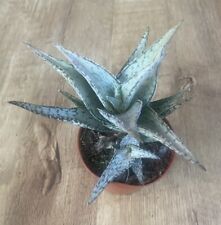 Aloe hybrid blizzard for sale  SHEFFIELD