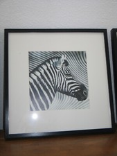 Afrika zebra black gebraucht kaufen  Lörrach