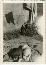 Photo ancienne vintage d'occasion  Paris XI