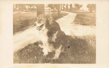 Australian shepherd mix for sale  Jonesborough