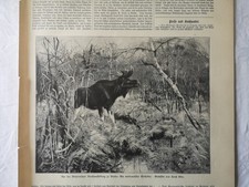 1892 zeitungsdruck 235 gebraucht kaufen  Merseburg