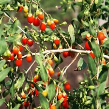 Goji berry tree d'occasion  Expédié en Belgium