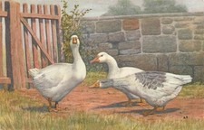 Illustrated geese barrier d'occasion  Expédié en Belgium