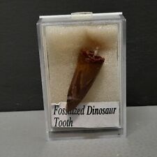 Fossil dinosaur tooth for sale  NELSON