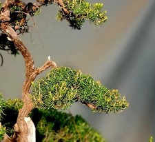 Prebonsai erica arborea usato  Roma