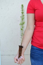 Treesagain white spruce for sale  La Junta