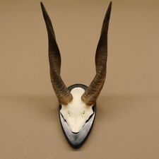 Buschbock antilope schädeltro gebraucht kaufen  Nagel