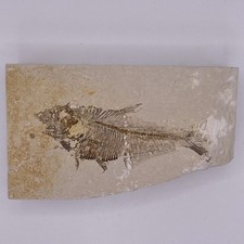 Knightia fossil fish for sale  Wapato
