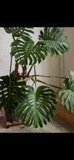Monstera deliciosa big for sale  Opa Locka