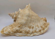 Pink queen conch for sale  Port Saint Lucie