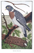 Daglish woodpigeon bird for sale  OSWESTRY