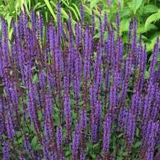 Salvia nemerosa caradonna for sale  Shipping to Ireland