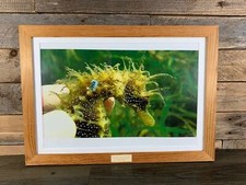 Seahorse marine life for sale  OKEHAMPTON