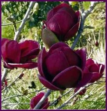 Magnolia tree plant for sale  UK