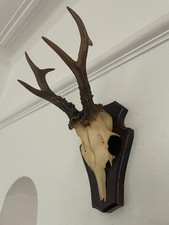 Pointy antlers roe for sale  SOUTHEND-ON-SEA