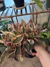 Peperomia ginny rainbow for sale  Marysville