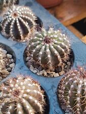 Uebelmannia pectinifera cactus usato  Floridia