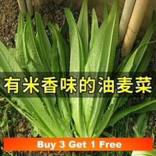 100x seeds leaf for sale  LANCASTER