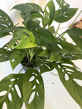 Pot swiss cheese for sale  Apopka