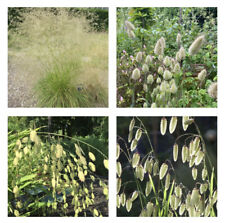 Selection ornamental grass for sale  UK
