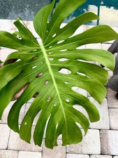 Monstera deliciosa green for sale  Bradenton