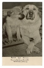 1940s chinook dog for sale  Irwin