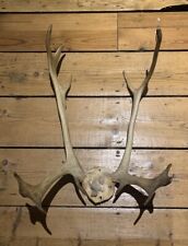 Deer antlers vintage for sale  BRIGHTON