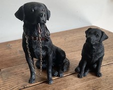 labrador puppies for sale labrador puppies for sale BURTON-ON-TRENT