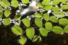 Kleinohriger schwimmfarn salvi gebraucht kaufen  Altheim