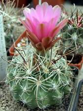 Sclerocactus nyensis sb1460 usato  Spedire a Italy