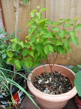 Apricot tree young for sale  LONDON