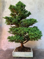 Bonsai cryptomeria japonica usato  Vanzaghello